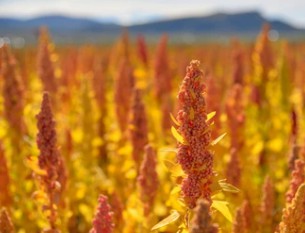 Chenopodium Quinoa Willd. Transformation