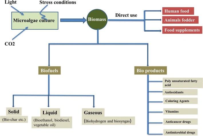 Microalgae convert atmospheric CO2 to carbohydrates, lipids, and other valuable bioproducts by using light.