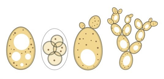 Dual membrane system