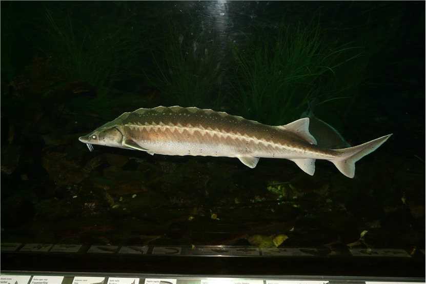 Sturgeon