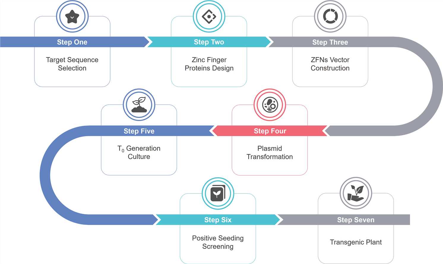 Experimental Process of ZFN