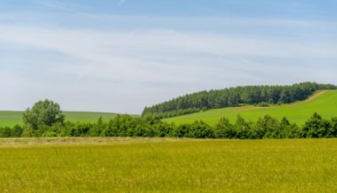 Molecular Breeding of Forage Crops