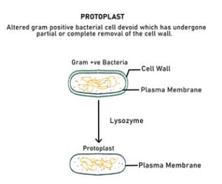 Protoplast Regeneration and Transformation