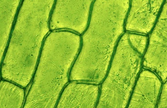 Plant protection-key actors in plant-pathogen interactions.