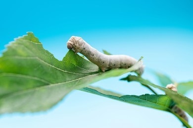 Silkworm Gene Editing