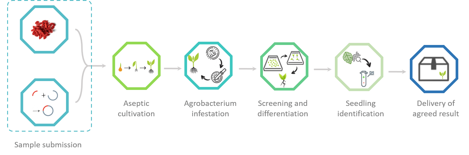 Schematic diagram of the standardized process of Goji berry genetic transformation. - Lifeasible