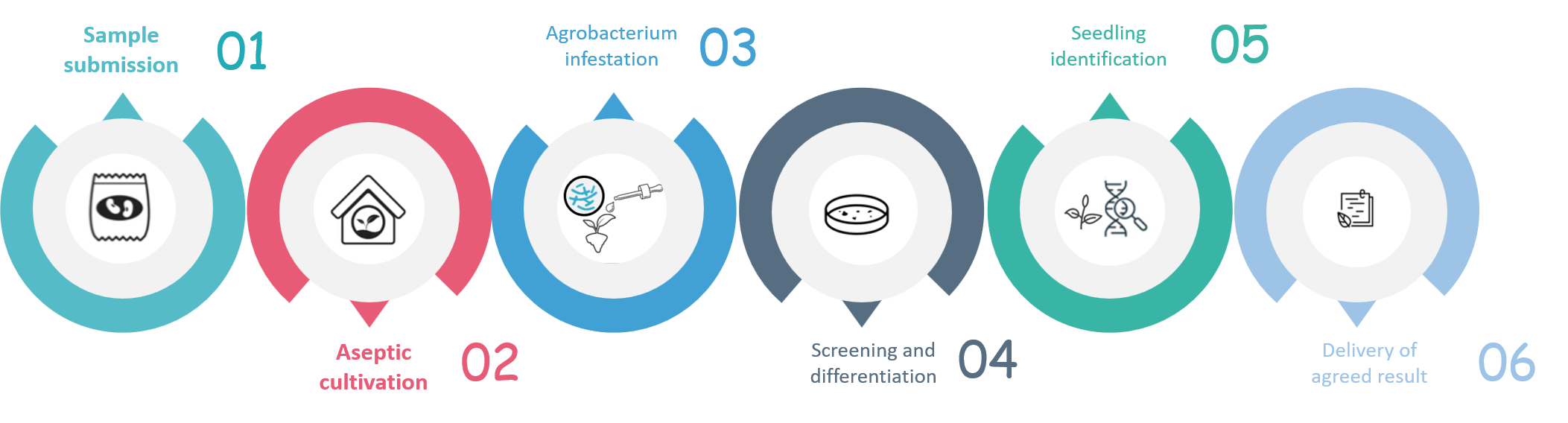 Schematic diagram of the standardized process of loofah genetic transformation. - Lifeasible