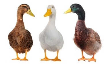 Duck Gene Editing