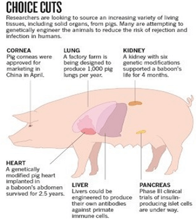 Pig Gene Editing