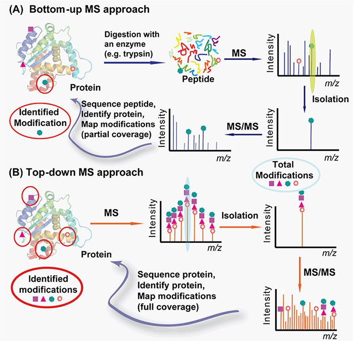 1-4-6-Protein-Post-Translational-Modification-Analysis-2.png